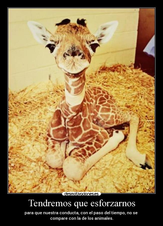 Tendremos que esforzarnos -
