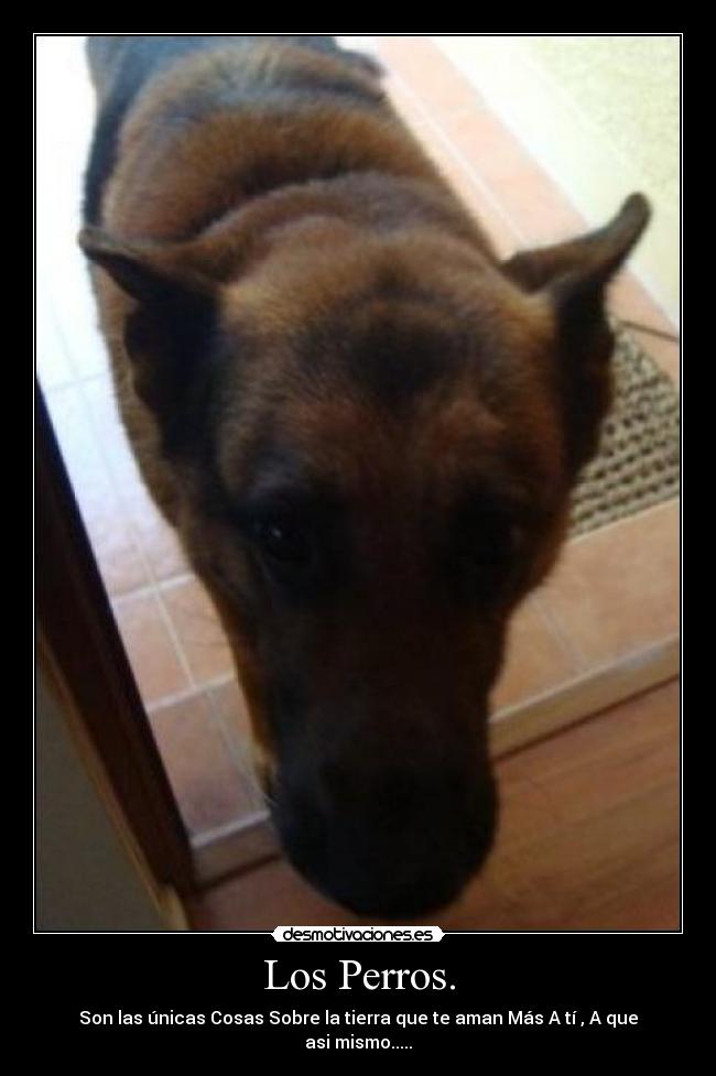 Los Perros. -