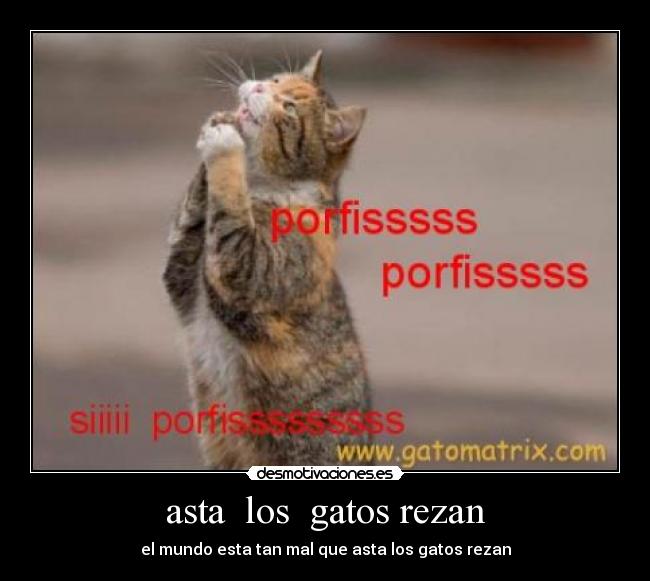 asta  los  gatos rezan - 