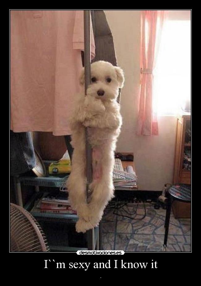 I``m sexy and I know it - 