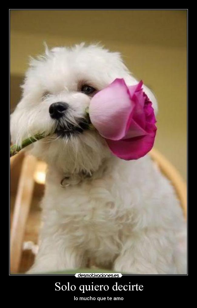 Solo quiero decirte - lo mucho que te amo