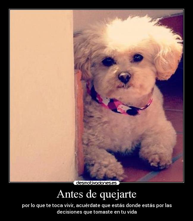 Antes de quejarte -