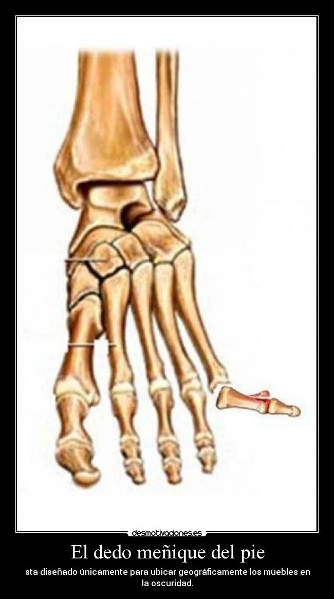 El dedo meñique del pie - sta diseñado únicamente para ubicar geográficamente los muebles en la oscuridad.
