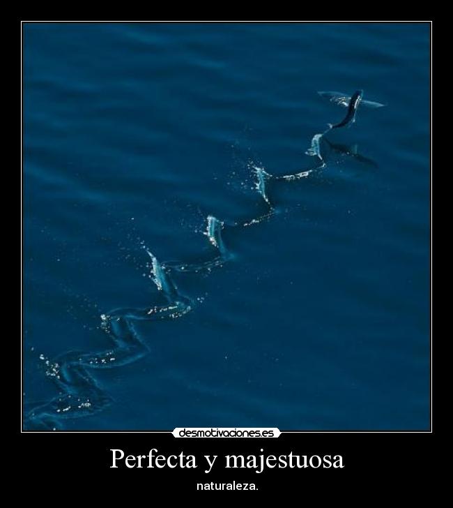 Perfecta y majestuosa - naturaleza.
