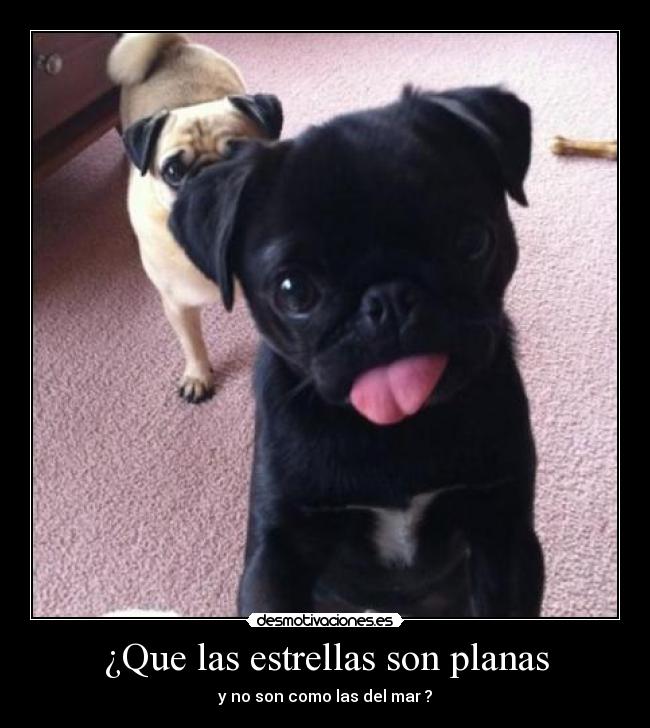 ¿Que las estrellas son planas - y no son como las del mar ?
