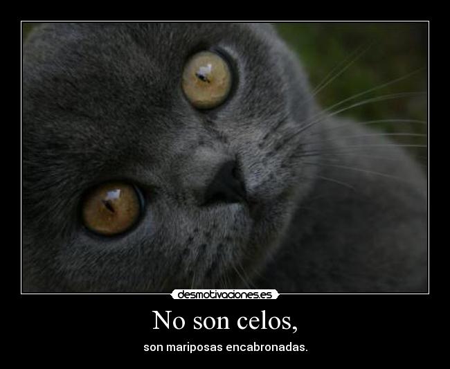 carteles celos atsuko gustan los gatitos desmotivaciones