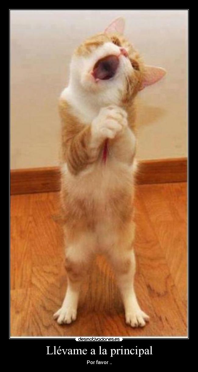 Llévame a la principal -