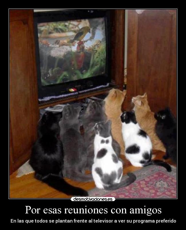 Por esas reuniones con amigos - En las que todos se plantan frente al televisor a ver su programa preferido