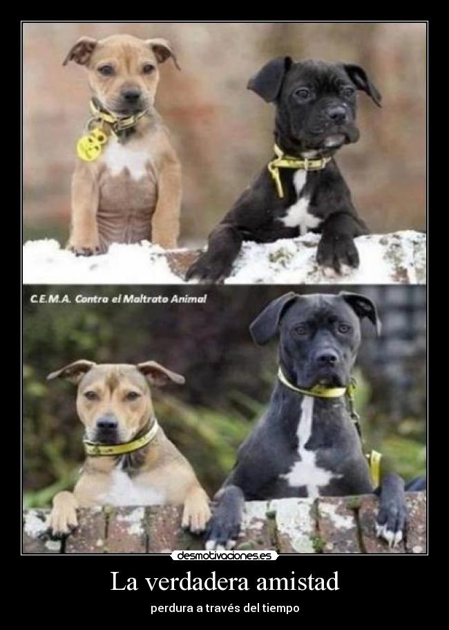 La verdadera amistad - 