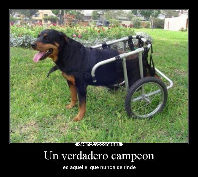 Un verdadero campeon - es aquel el que nunca se rinde