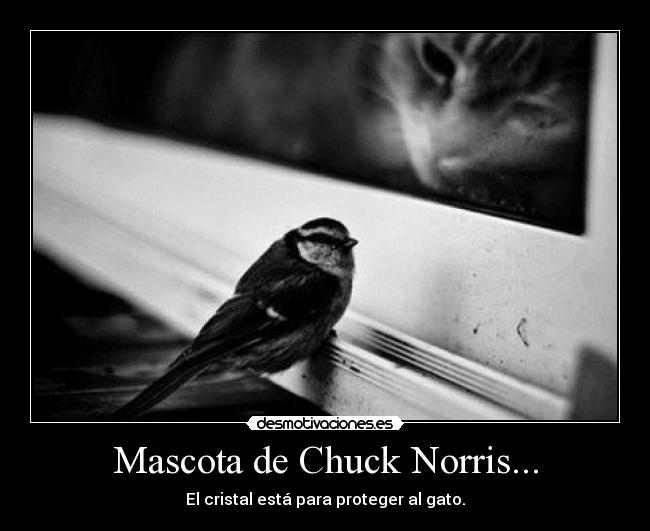 Mascota de Chuck Norris... -
