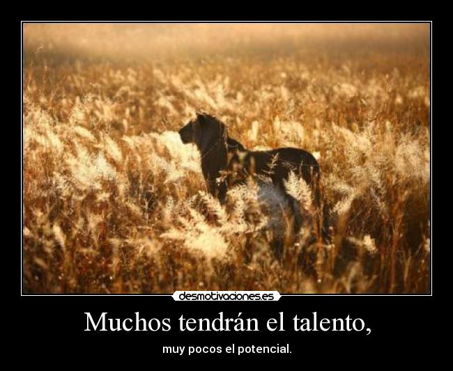 Muchos tendrán el talento, - muy pocos el potencial.