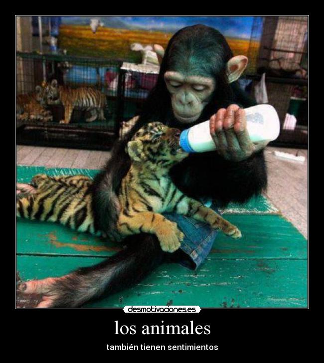 carteles animales animales sentimientos desmotivaciones