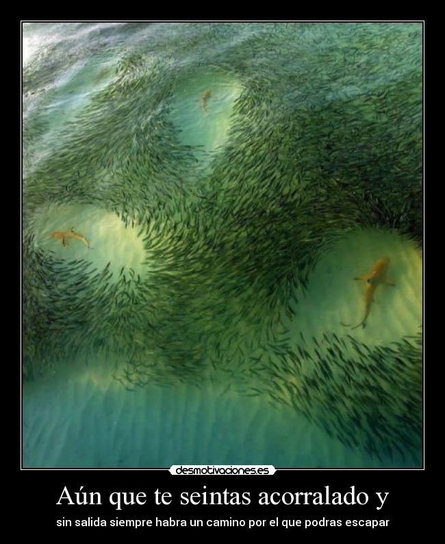 Aún que te seintas acorralado y - sin salida siempre habra un camino por el que podras escapar