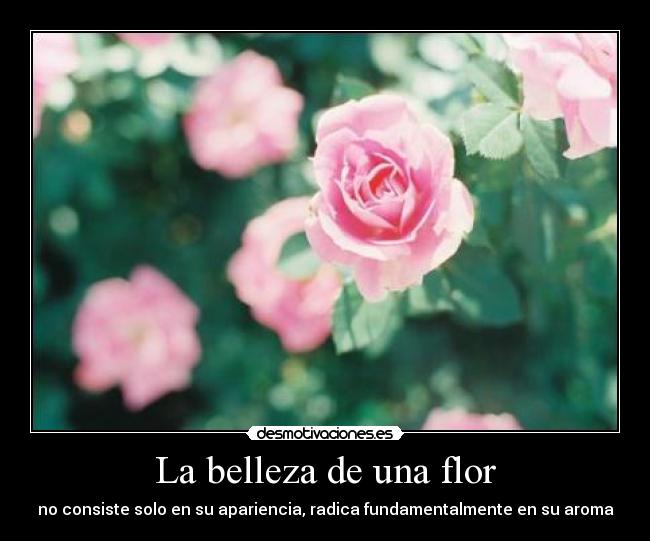 La belleza de una flor - no consiste solo en su apariencia, radica fundamentalmente en su aroma