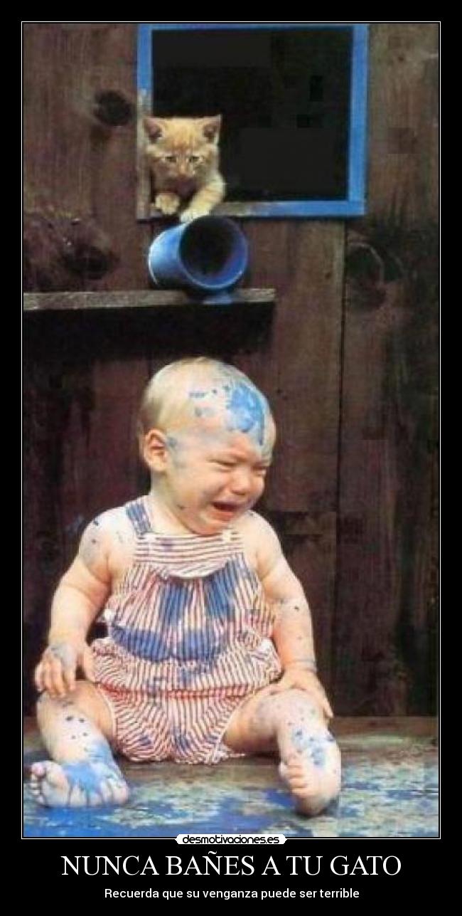NUNCA BAÑES A TU GATO - Recuerda que su venganza puede ser terrible