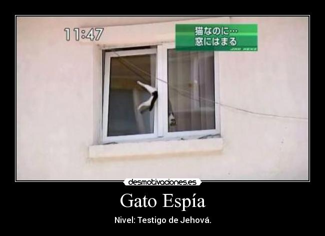 Gato Espía -