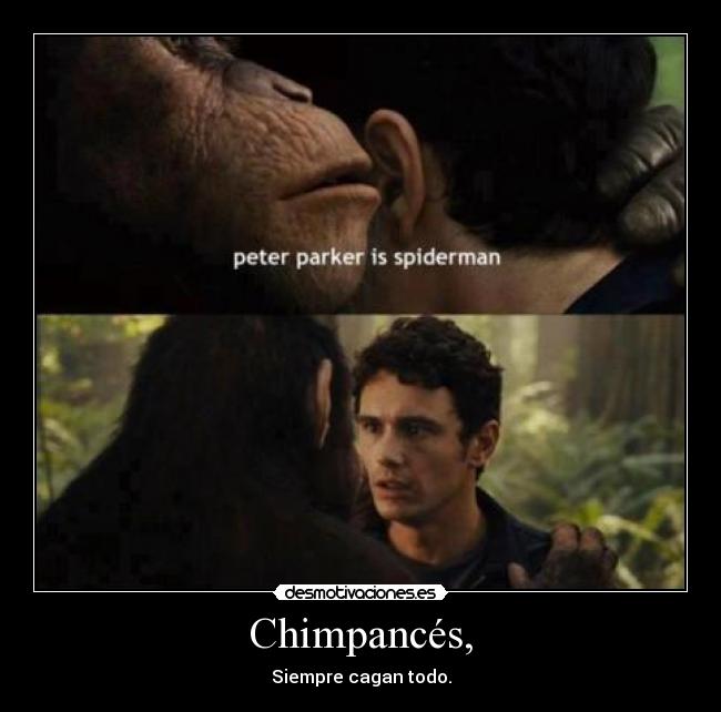 Chimpancés, - Siempre cagan todo.