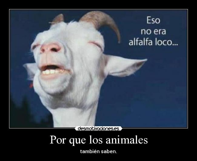 Por que los animales - también saben.