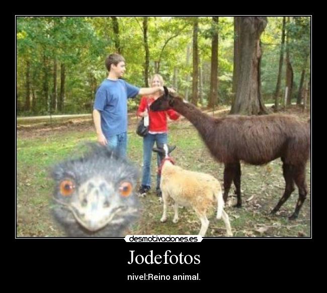 Jodefotos - nivel:Reino animal.