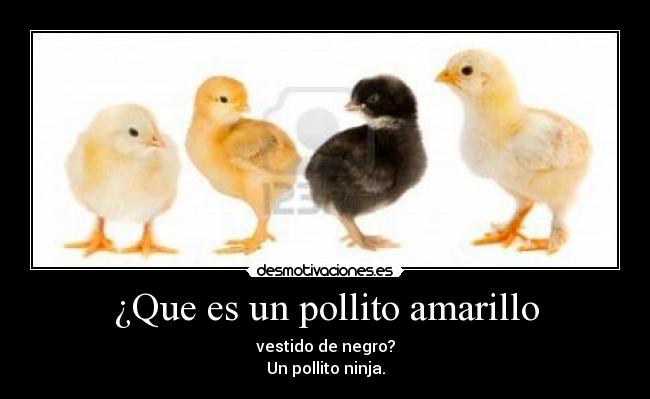 ¿Que es un pollito amarillo - vestido de negro?
Un pollito ninja.