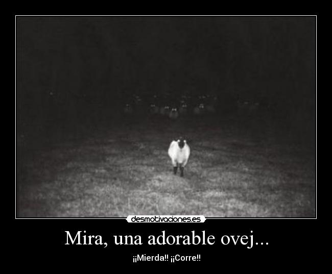 Mira, una adorable ovej... -