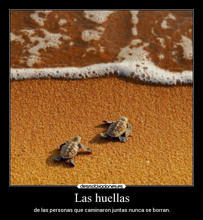 carteles lupuz desmotivaciones