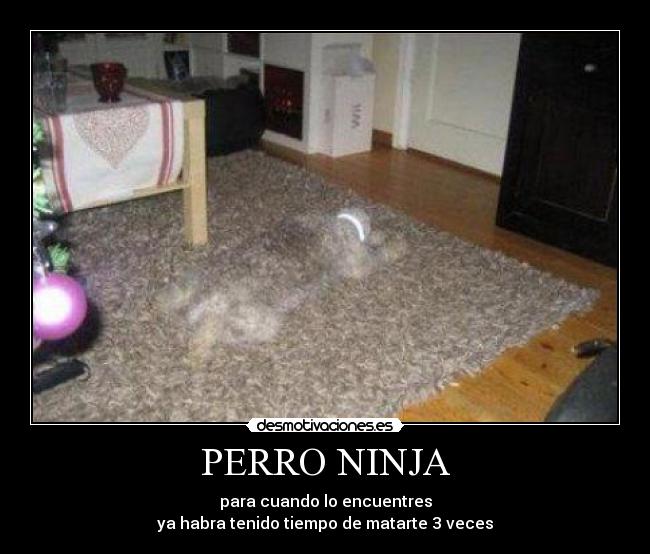 PERRO NINJA - 