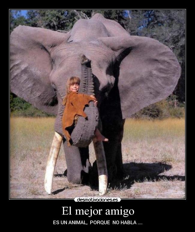 El mejor amigo - ES UN ANIMAL, PORQUE NO HABLA ....