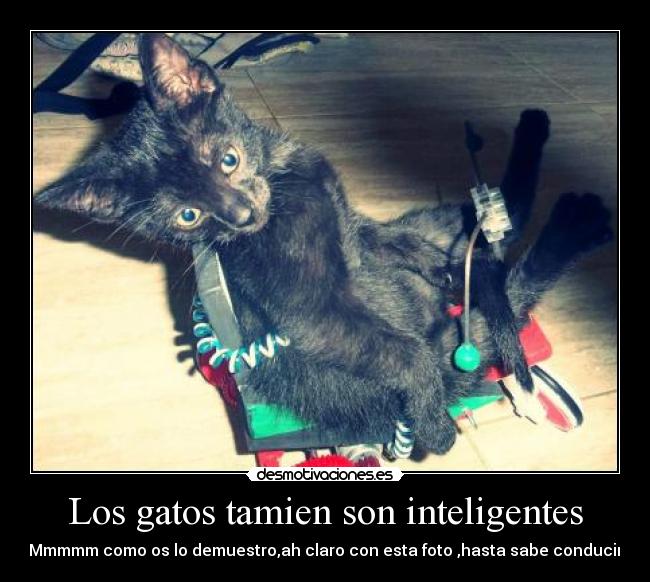 Los gatos tamien son inteligentes - 