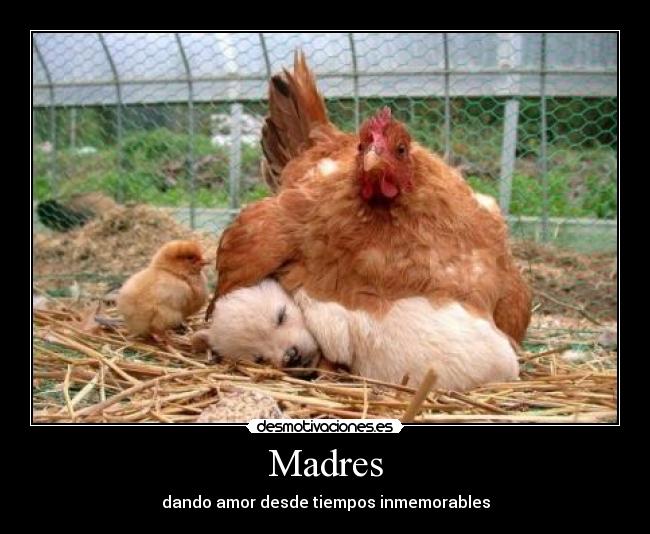 Madres - dando amor desde tiempos inmemorables