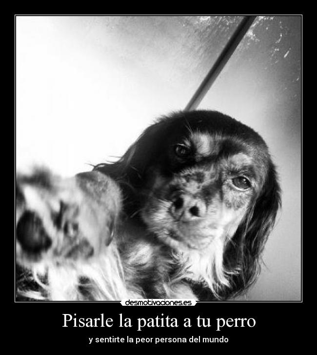 Pisarle la patita a tu perro - 