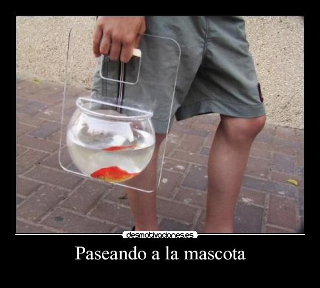 Paseando a la mascota - 
