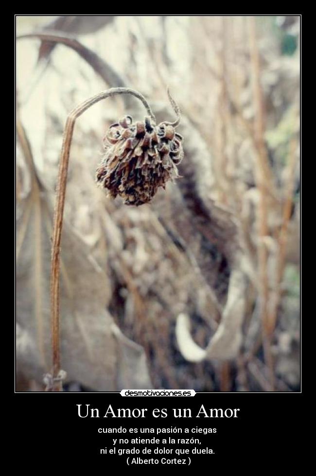Un Amor es un Amor -