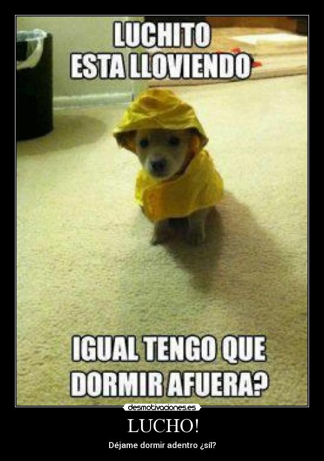 LUCHO! -