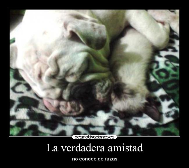 La verdadera amistad - no conoce de razas