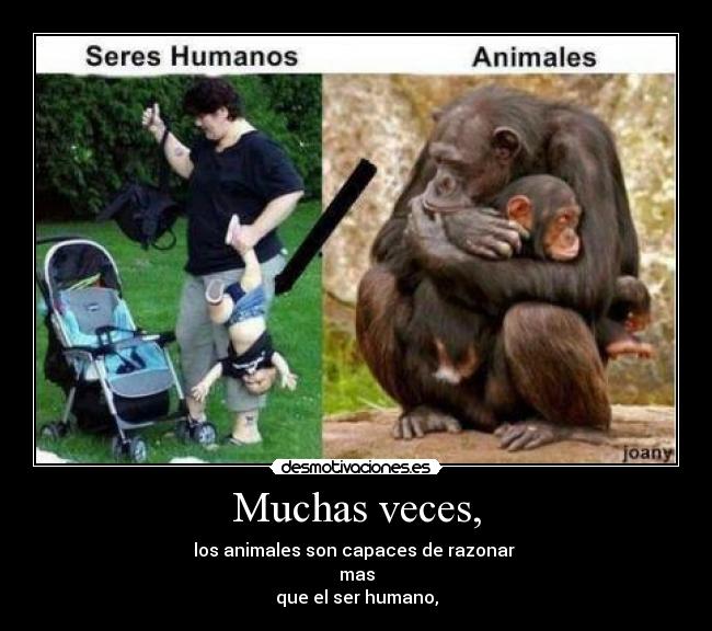 Muchas veces, - los animales son capaces de razonar
mas
que el ser humano,