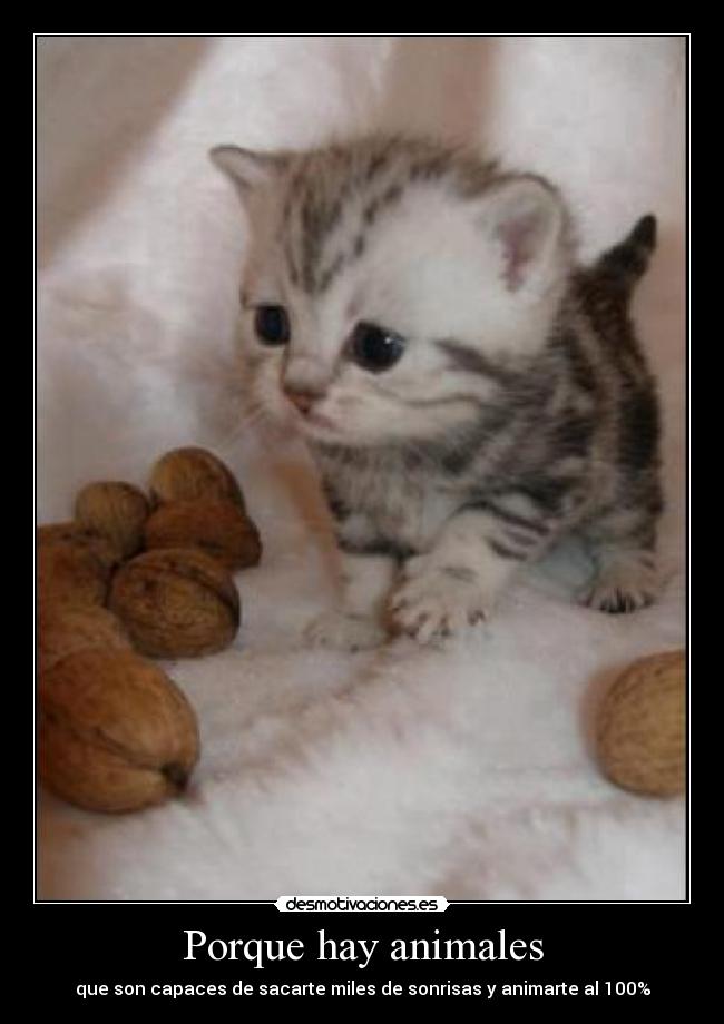 Porque hay animales -