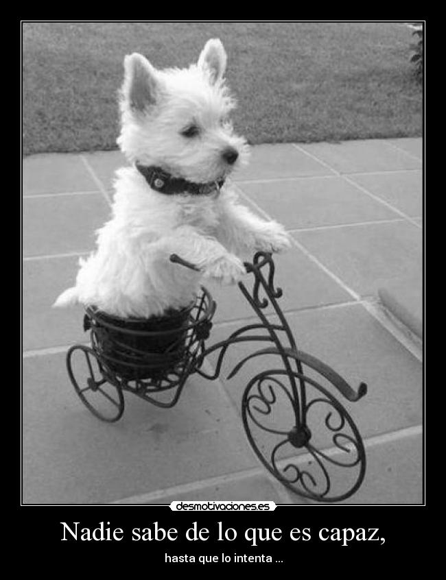 carteles nadie sabe capz intentar intento amor perro desmotivaciones