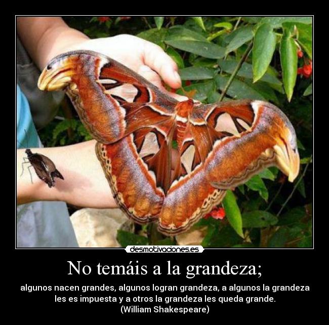 carteles grandeza nacen grandes algunos logran grandeza algunos grandeza desmotivaciones