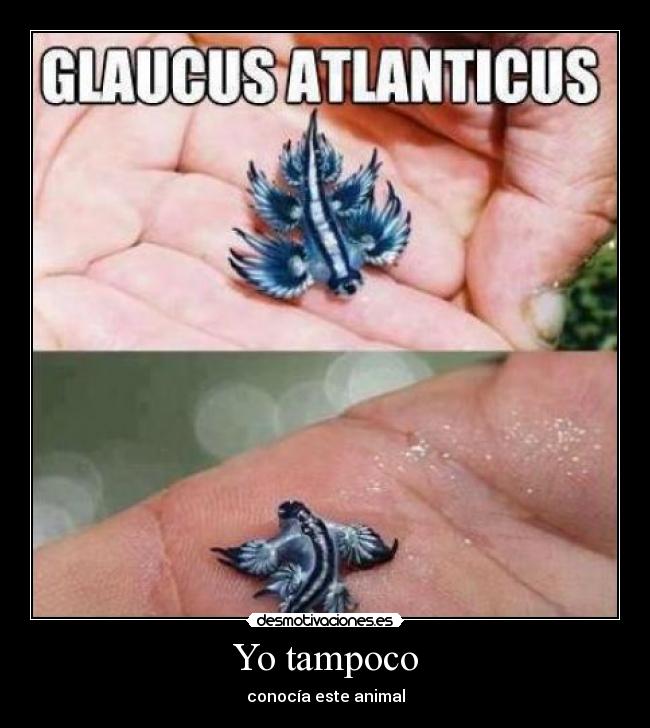 Yo tampoco - conocía este animal