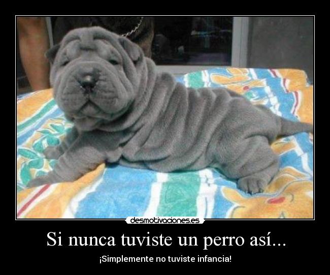 Si nunca tuviste un perro así... - 