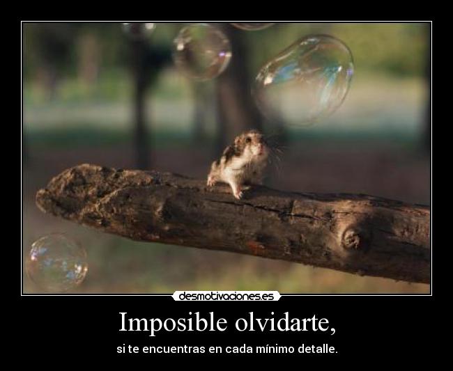 Imposible olvidarte, - si te encuentras en cada mínimo detalle.