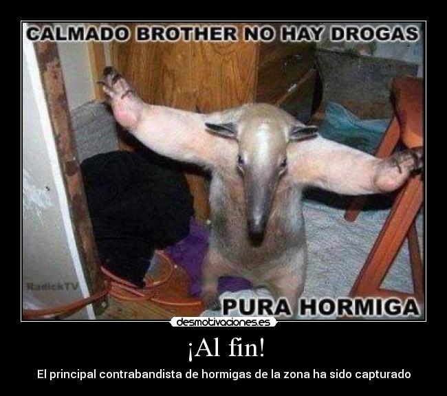 ¡Al fin! - El principal contrabandista de hormigas de la zona ha sido capturado