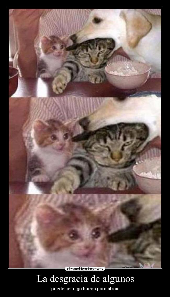 La desgracia de algunos -