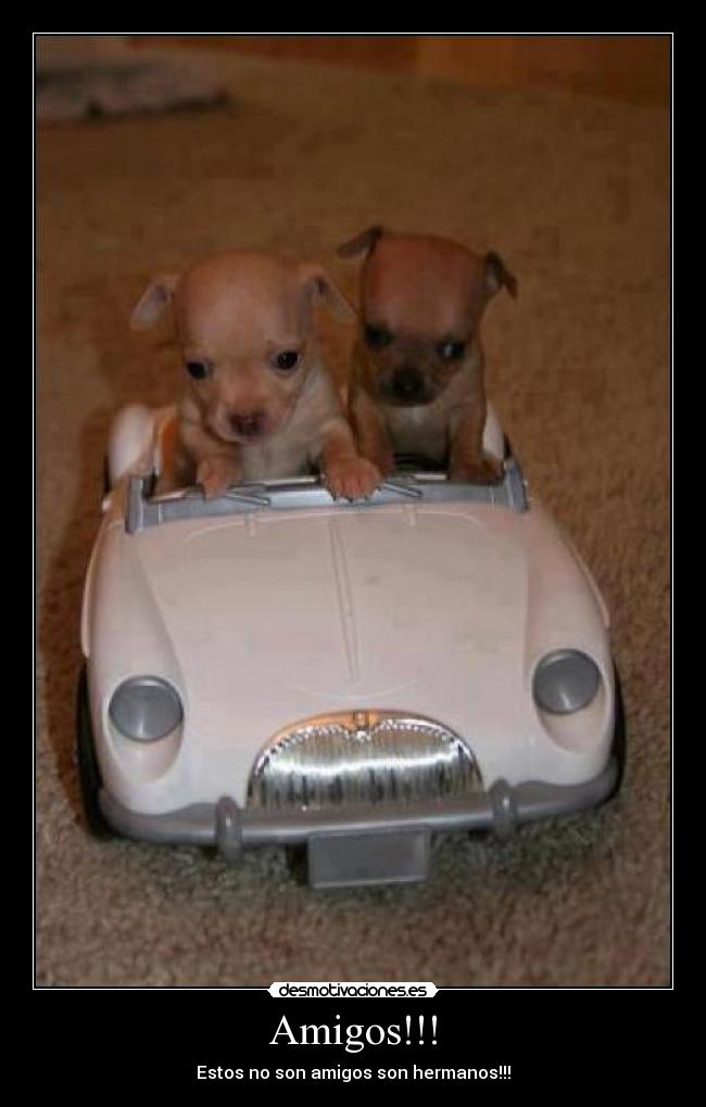Amigos!!! - Estos no son amigos son hermanos!!!