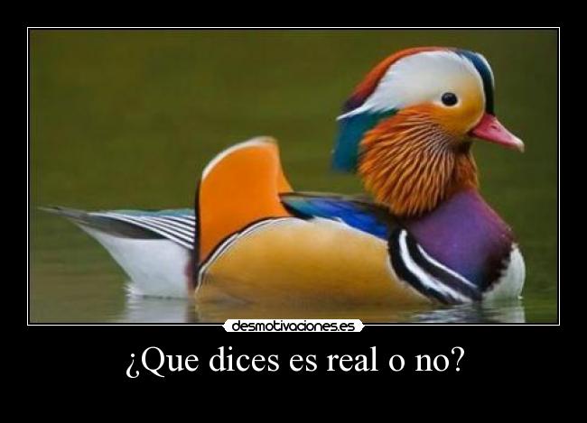 ¿Que dices es real o no? -
