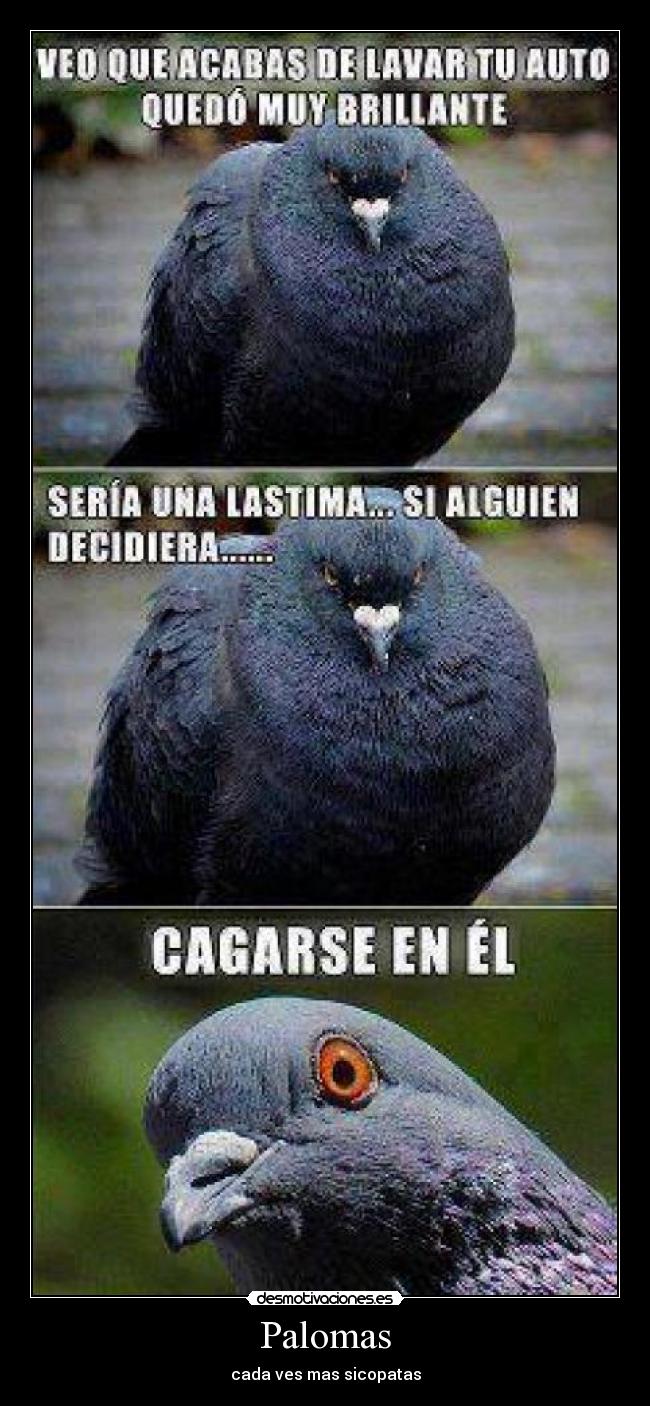 Palomas -