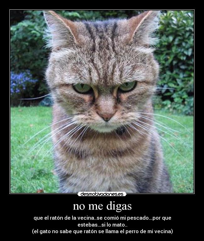 no me digas - que el ratón de la vecina..se comió mi pescado...por que estebas...si lo mato..
(el gato no sabe que ratón se llama el perro de mi vecina)