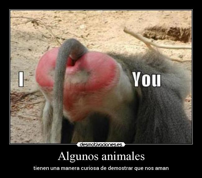 Algunos animales - tienen una manera curiosa de demostrar que nos aman
